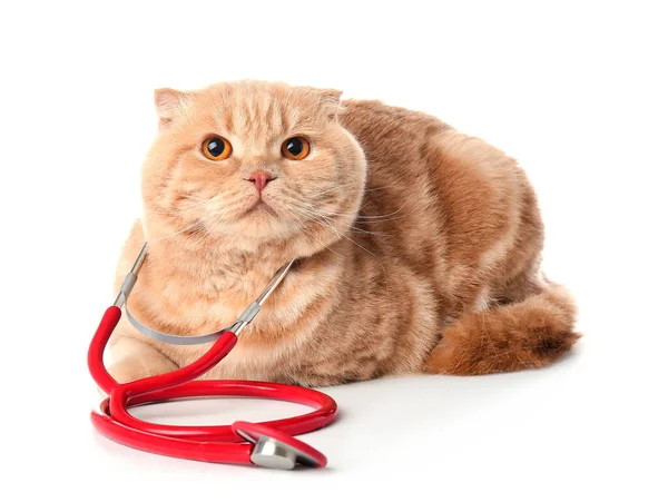 Roztomilý Kočka Stetoskopem Bílém Pozadí — Stock fotografie