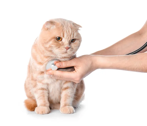 Veterinarian Examining Cute Cat White Background — Stock Photo, Image