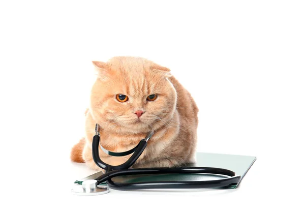 Roztomilá Kočka Stetoskopem Schránkou Bílém Pozadí — Stock fotografie