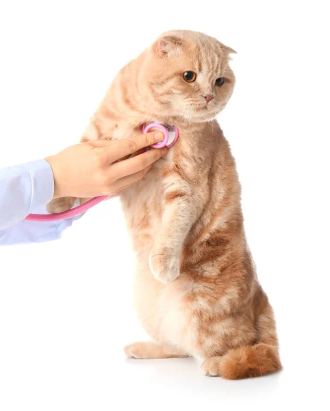 Veterinário Examinando Gato Bonito Fundo Branco — Fotografia de Stock