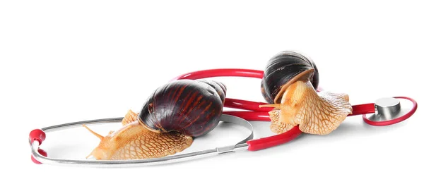 Achatina snails and stethoscope on white background — Stock Image Achatina Snails Stethoscope White Background Stock Picture
