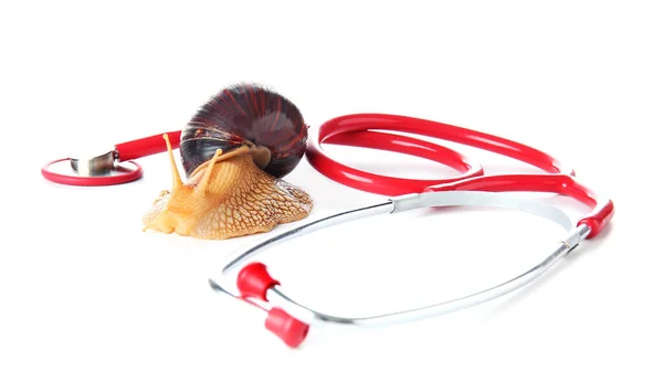 Achatina snail and stethoscope on white background — Stock Image Achatina Snail Stethoscope White Background Stock Photo