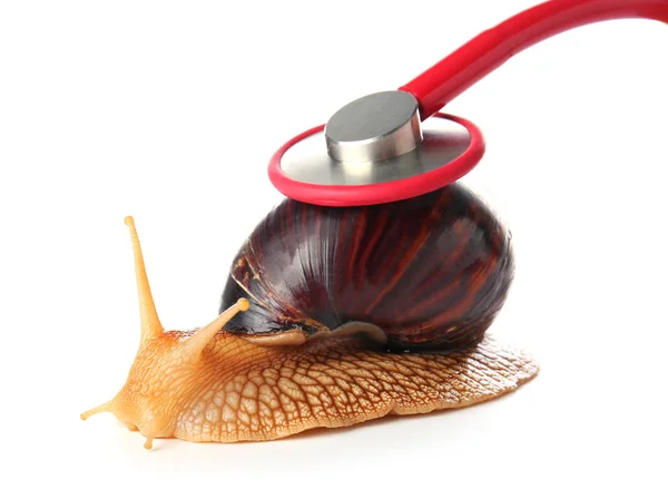Achatina snail and stethoscope on white background — Stock Image Achatina Snail Stethoscope White Background Stock Photo