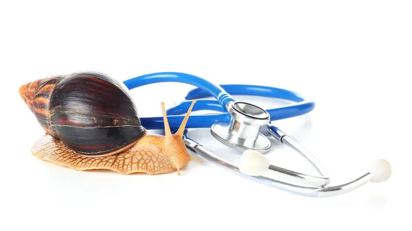 Achatina snail and stethoscope on white background — Stock Image Achatina Snail Stethoscope White Background Royalty Free Stock Photos