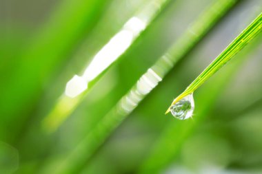 Su damlası ile çimen yaprağı, yakın çekim