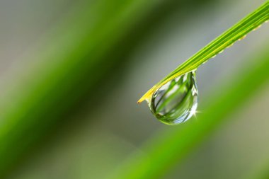 Su damlası ile çimen yaprağı, yakın çekim