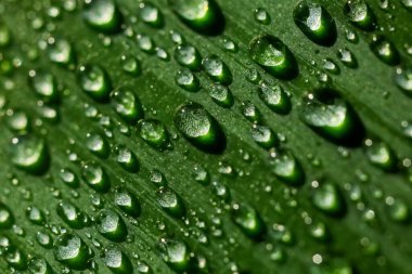 Yaprakları suyla kaplı, yakın plan.