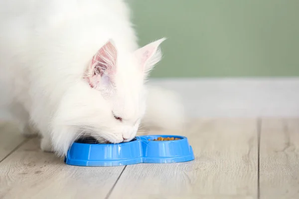 Cute White Maine Coon Cat Eating Food Bowl Home — Stock Photo, Image