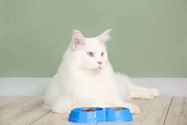 Cute White Maine Coon Cat Bowl Food Home — Stock Photo, Image