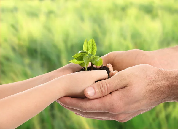 Handen Van Man Kind Met Jonge Plant Buiten Feestdag Aarde — Stockfoto