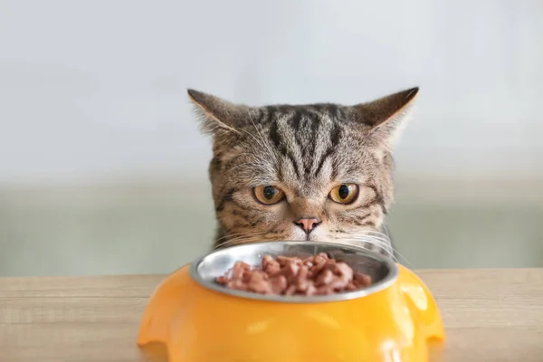 Cute Cat Looking Bowl Food Kitchen Table — Stock Photo, Image