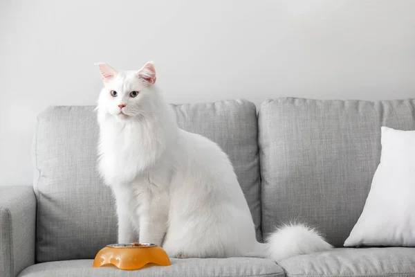 Tatlı Beyaz Maine Rakunu Kedi Kasenin Yanında Evde Yemek Var — Stok fotoğraf