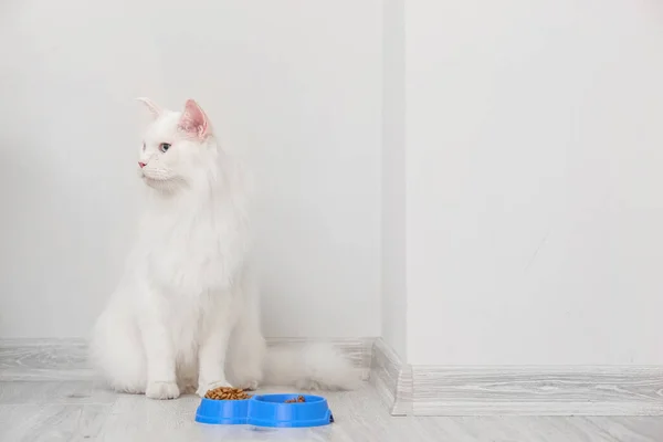 Cute White Maine Coon Cat Bowl Food Home — Stock Photo, Image