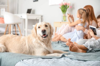 Ailesi olan köpek yatak odasında.