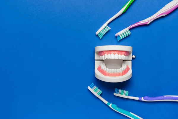 Tooth Brushes Plastic Jaw Model Color Background — Stock Photo, Image