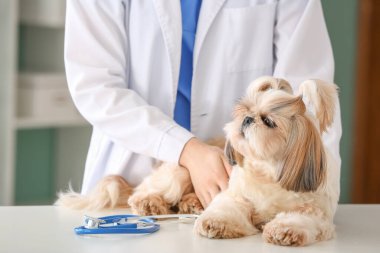 Veteriner Clinic sevimli köpek inceleyerek