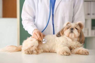 Veteriner Clinic sevimli köpek inceleyerek