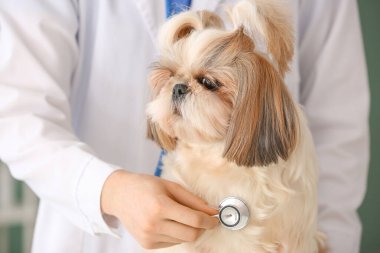 Veteriner Clinic sevimli köpek inceleyerek
