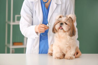 Veteriner Clinic sevimli köpek inceleyerek