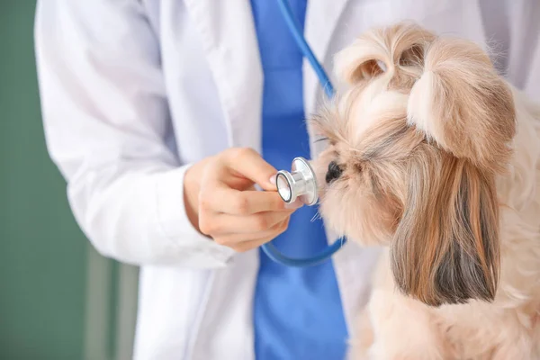 Veterinarian Examining Cute Dog Clinic — Stock Photo, Image