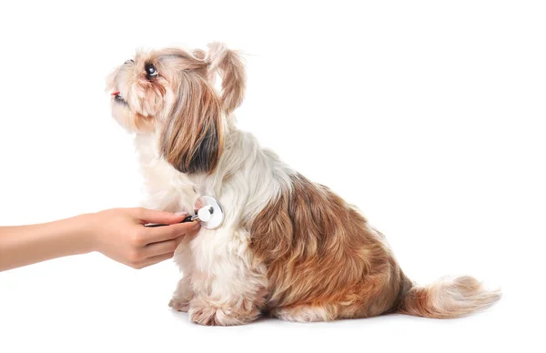 Veterinární Lékař Vyšetření Roztomilý Pes Bílém Pozadí — Stock fotografie