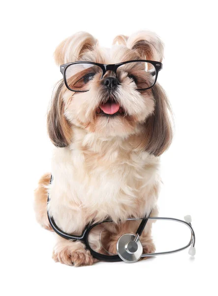 Cute Dog Stethoscope Glasses White Background — Stock Photo, Image