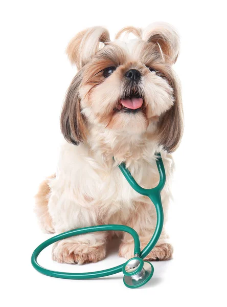 Cute Dog Stethoscope White Background — Stock Photo, Image