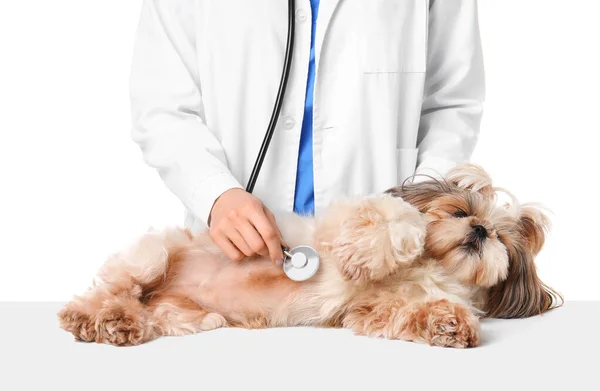 Veterinario Examinando Lindo Perro Sobre Fondo Blanco — Foto de Stock