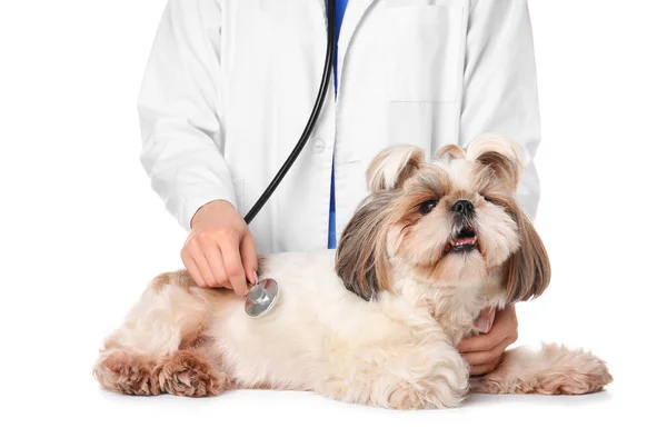 Veterinário Examinando Cão Bonito Fundo Branco — Fotografia de Stock