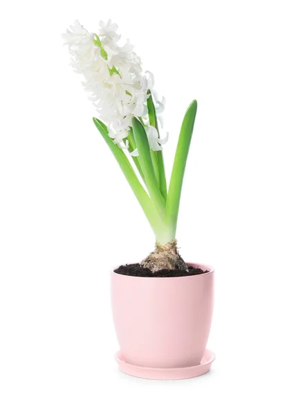 Beautiful Hyacinth Plant Pot White Background — Stock Photo, Image