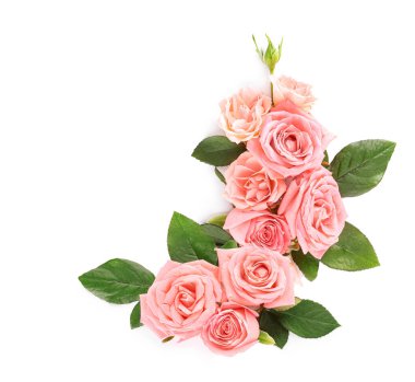 Beyaz arka planda güzel gül çiçekleri