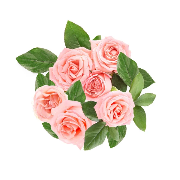 Beautiful Rose Flowers White Background — Stock Photo, Image