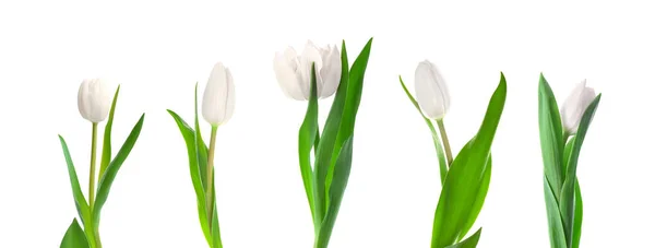 Gyönyörű Tulipán Virágok Fehér Háttér — Stock Fotó