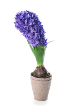 Beyaz arka planda saksıdaki güzel sümbül bitkisi