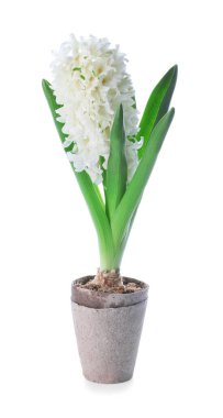 Beyaz arka planda saksıdaki güzel sümbül bitkisi