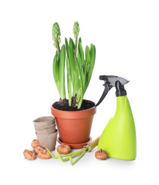 Beyaz arkaplanda sümbül bitkileri ve bahçe aletleri