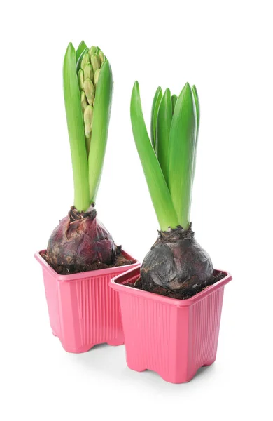 Hyacinth Plants Pots White Background — Stock Photo, Image