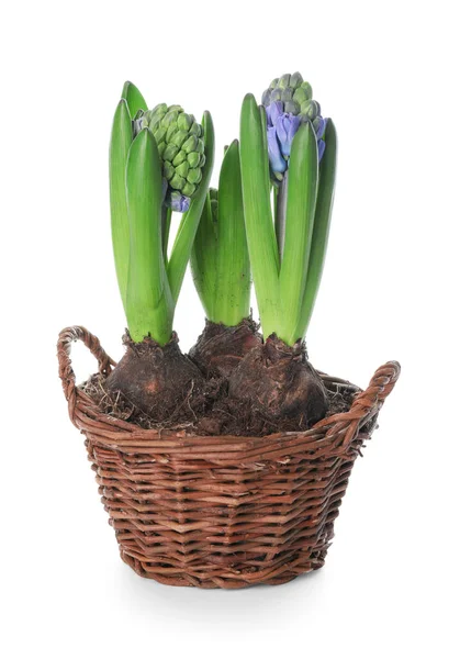 Beautiful Hyacinth Plants White Background — Stock Photo, Image