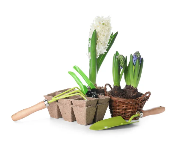 Hyacinth Plants Gardening Tools White Background — Stock Photo, Image