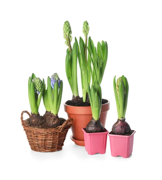 Hyacinth Plants Pots White Background Stock Image