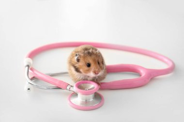 Beyaz arka planda şirin hamster ve steteskop.