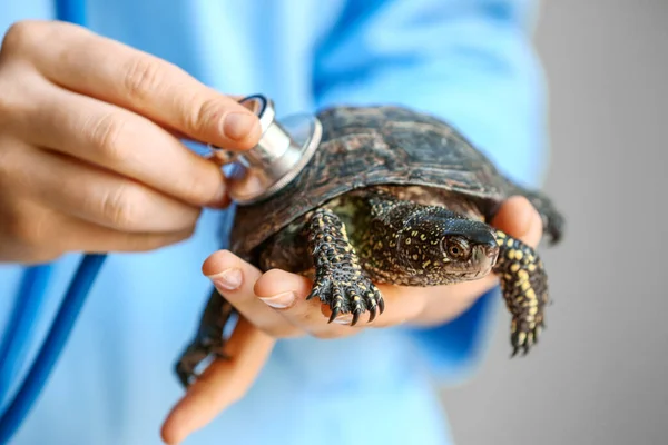 Veterinarian Examining Cute Turtle Clinic Closeup — Stock Photo, Image