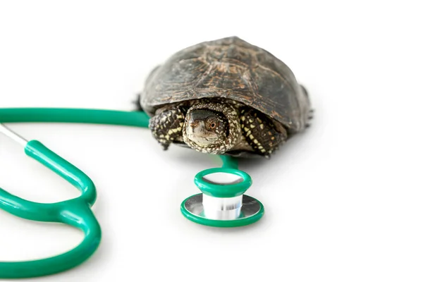 Cute Turtle Stethoscope White Background — Stock Photo, Image