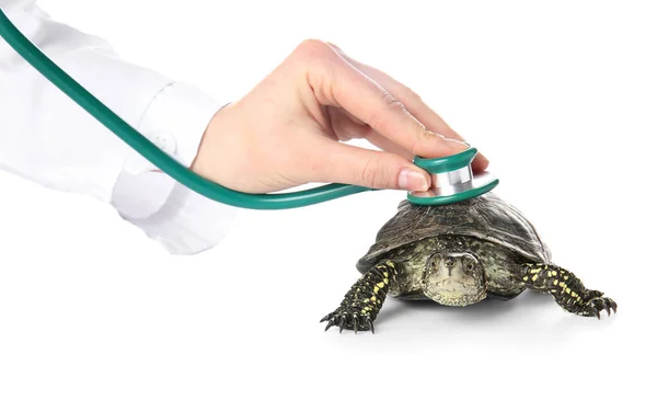 Veterinarian Examining Cute Turtle White Background — Stock Photo, Image