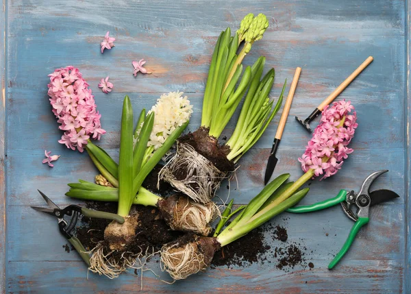 Hyacinth Plants Gardening Tools Wooden Table — Stock Photo, Image