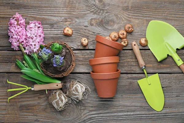 Hyacinth Plants Gardening Tools Wooden Table — Stock Photo, Image