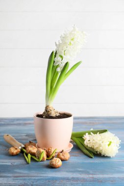 Sümbül bitkileri ve bahçe aletleri masanın üzerinde