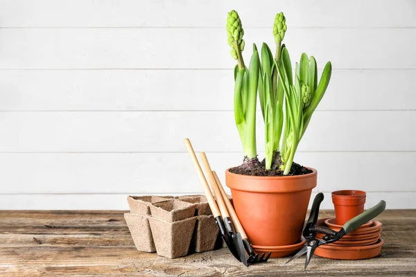 Hyacinth Plant Gardening Tools Table — Stock Photo, Image