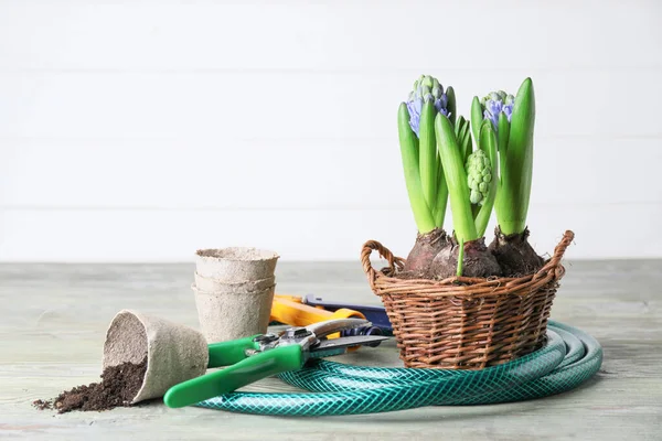 Hyacinth Planta Ferramentas Jardinagem Mesa — Fotografia de Stock