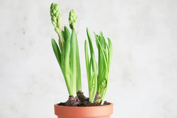 Hyacinth Plant Pot Light Background — Stock Photo, Image